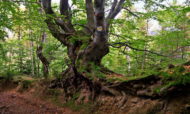 besonders-haeufig-wachsen-baumperlen-an-buchen-sie-cc0--pixabay--jerzygorecki-250506_download Besonders häufig wachsen Baumperlen an Buchen. Sie treten aber auch an anderen Bäumen auf.