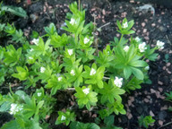 waldmeister-und-steinklee-enthalten-den-wirkstoff-maren-martini-utopia-200325_download Waldmeister und Steinklee enthalten den Wirkstoff Cumarin.