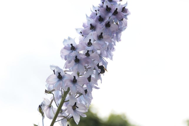 rittersporn-gibt-es-manchmal-auch-mit-weissen-bluete-cc0-pixabay-metsikgarden-200616_download Rittersporn gibt es manchmal auch mit weißen Blüten.