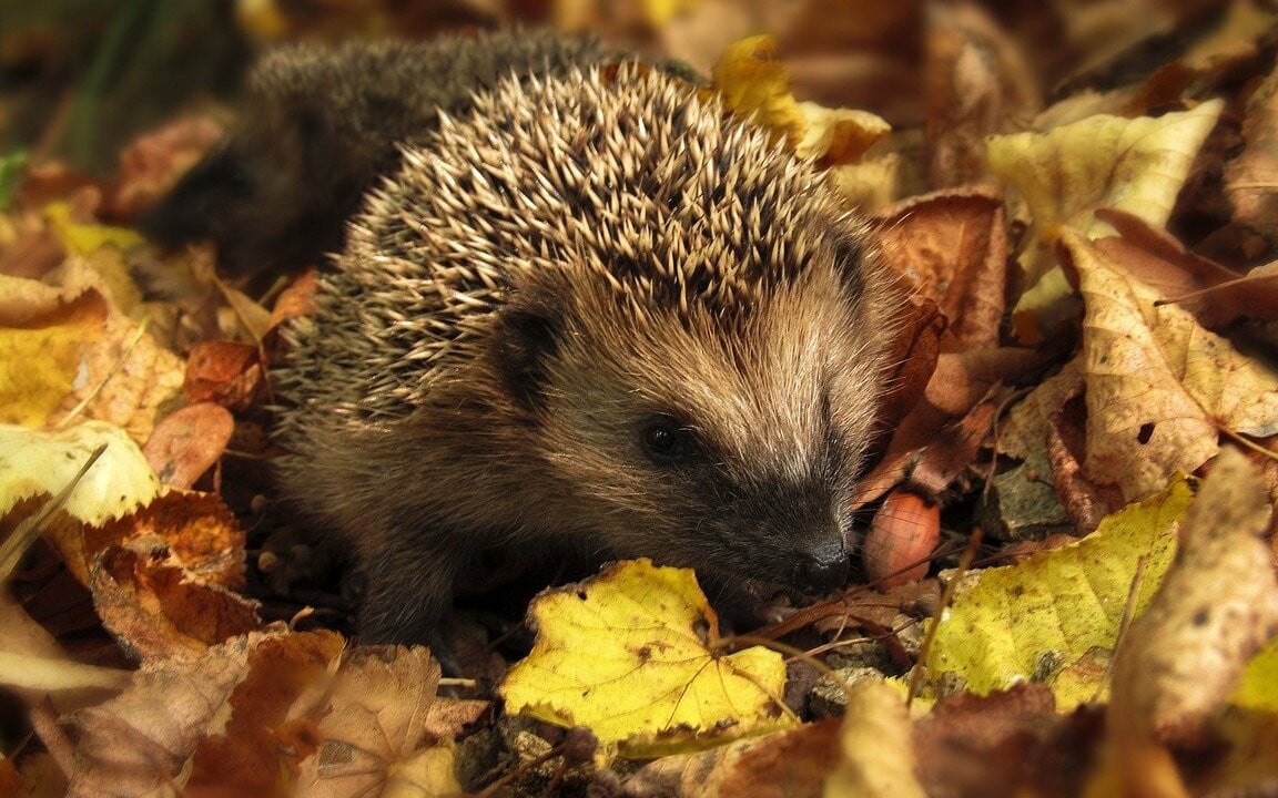 Garten im Herbst: So hilfst du Tieren und Insekten - Utopia.de