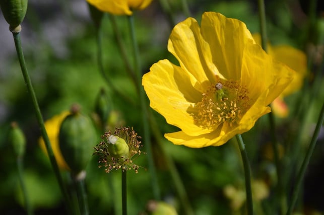 gelber-mohn-laesst-sich-als-sommerblueher-mit-vielen-cc0-pixabay-peggychoucair-210418_download Gelber Mohn lässt sich als Sommerblüher mit vielen anderen Sommerblumen kombinieren.