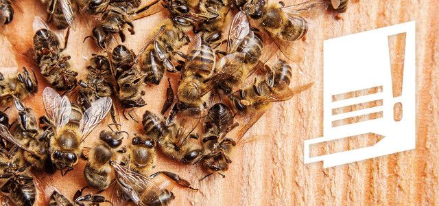 Volksbegehren gegen das Bienensterben