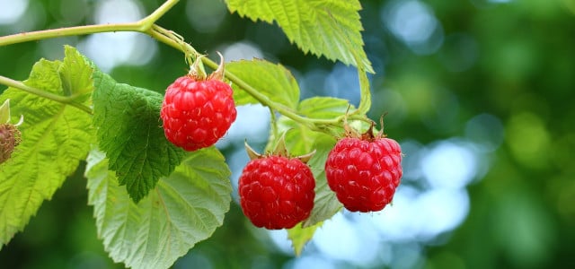 Himbeeren düngen