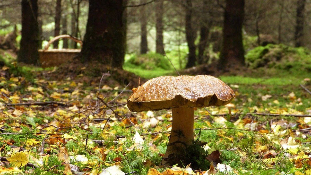 Mykorrhiza: Was du ber die Pilze wissen solltest - Utopia.de
