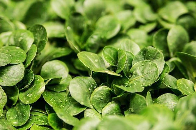 auch-feldsalat-ist-gut-fuer-die-herzgesundheit-cc0-pixabay-ejaugsburg-220202_download Auch Feldsalat ist gut für die Herzgesundheit.
