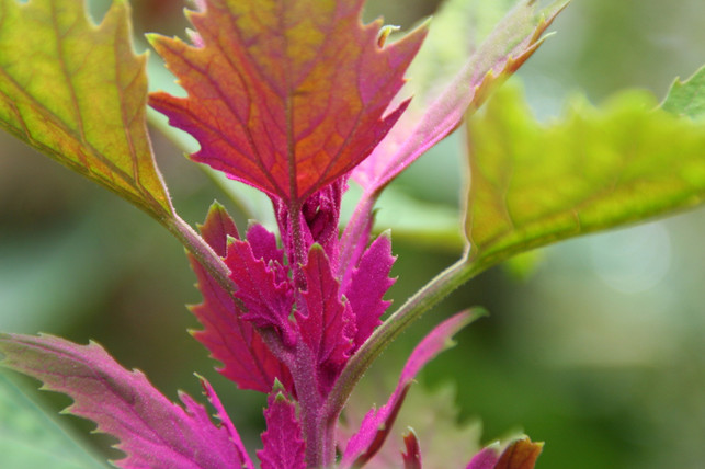 Baumspinat/ Chenopodium giganteum Baumspinat ist eine einjährige Pflanze, die recht pflegeleicht ist.