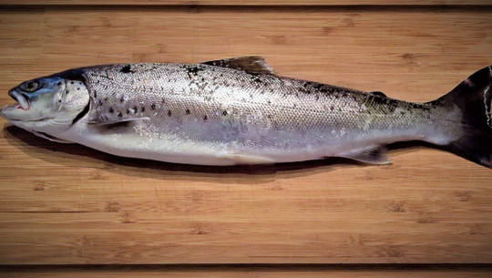 aquakultur-cc0-pixabay-monika1607-200225 Aquakultur