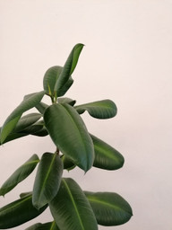 der-gummibaum-besticht-mit-seinen-dunklen-ledrige-cc0-public-domain-unsplash-masa-zeks-200128_download Der Gummibaum besticht mit seinen dunklen, ledrigen Blättern.