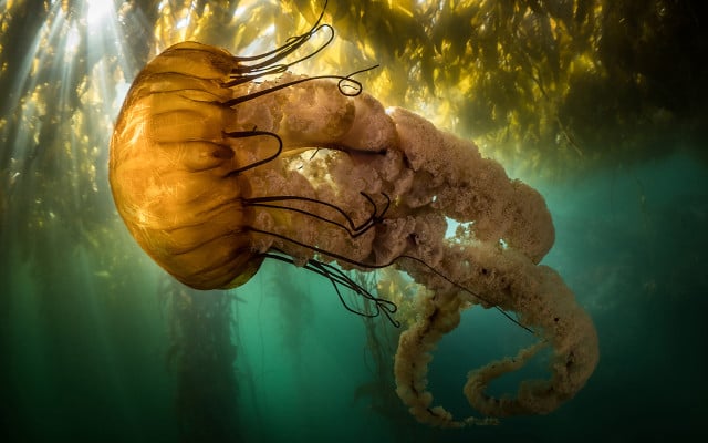 Ocean-Photography-Award-Maxwel-Hohn-051021-1280x800px Gelbe Qualle im Meer