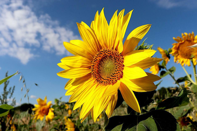 greife-am-besten-zu-den-pflanzlichen-speiseoel-alte-cc0-pixabay-gaimard-220629_download Greife am besten zu den pflanzlichen Speiseöl-Alternativen.