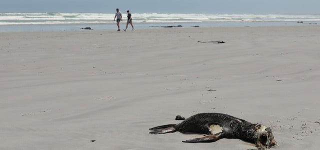 Tollwut Robben Südafrika
