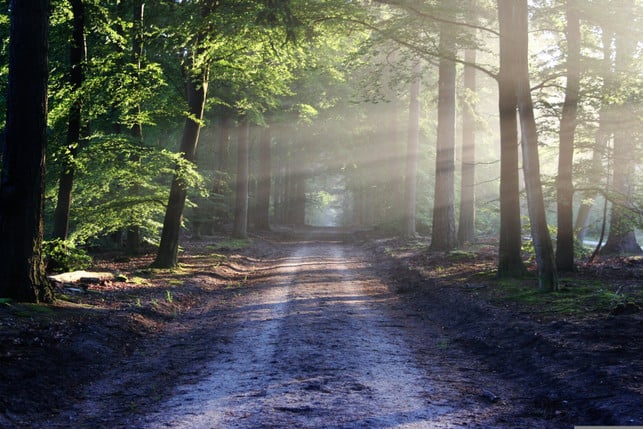 die-suche-nach-baumperlen-ist-eine-schoene-motivati-cc0--pixabay--bertvthul-250506_download Die Suche nach Baumperlen ist eine schöne Motivation für einen Spaziergang im Wald.