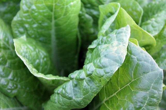gruenes-blattgemuese-wie-spinat-ist-reich-an-vitamin-cc0-pixabay-free-photos-181214_download Grünes Blattgemüse wie Spinat ist reich an Vitamin K.