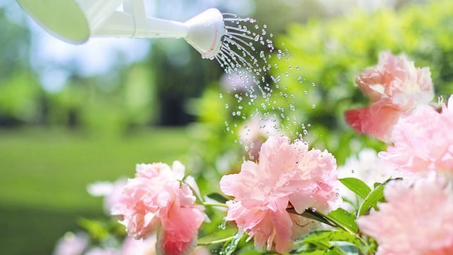 garten-giessen-trockenheit-erlaub-pb-JillWellington-230620-1280x720 Damit unser Garten grün bleibt, ist im Hochsommer viel Wasser nötig.