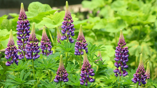 lupinenmehl-cc0-pixabay-_alicja_-190728 lupinenmehl