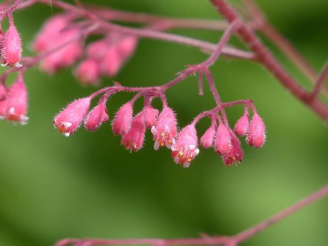 die-blueten-des-purpurgloeckchens-setzen-farbakzente-cc0-pixabay-hans-190823_download Die Blüten des Purpurglöckchens setzen Farbakzente im Garten und auf dem Balkon.