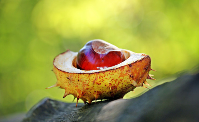 If you collect horse chestnuts on your autumn walk, you can use them for crafts. This type of chestnut is not edible.