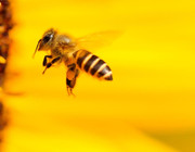 Insekten und vor allem Bienen sind durch unterschiedliche Faktoren gefährdet
