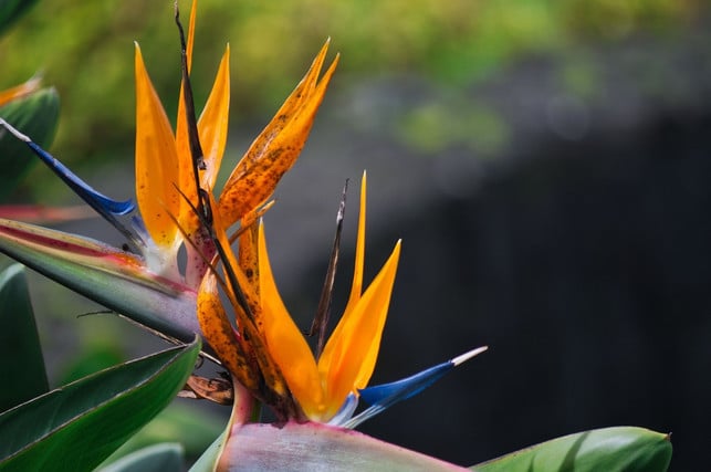 die-richtige-pflege-belohnt-die-strelitzien-mit-ei-cc0-pixabay-mfuente-220418_download Die richtige Pflege belohnt die Strelitzie mit einer prächtigen Blüte.