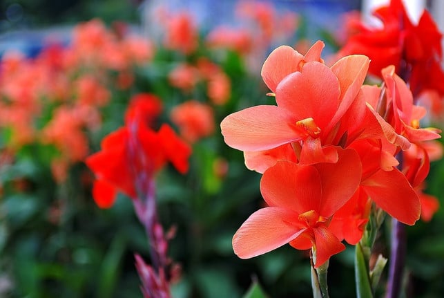 gladiolenzwiebeln-gehoeren-zu-jenen-blumenarten-di-cc0-pixabay-elinaelena-241015_download Gladiolenzwiebeln gehören zu jenen Blumenarten, die vom Ausgraben vor dem Winter profitieren können.