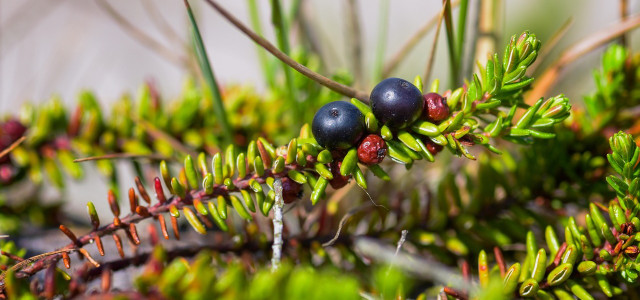 krähenbeere crowberry