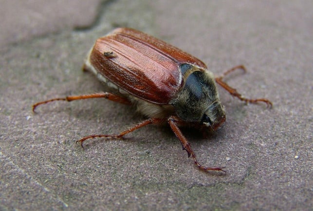 maikaefer-sammeln-sich-ueberwiegend-auf-gruenpflanzen-cc0-pixabay-beeki-210522_download Maikäfer in der Wohnung sammelst du am besten ein und setzt sie aus.