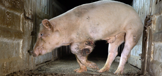 Animal Equality: Tierqual für Fleisch bei Edeka, Rewe,Amazon