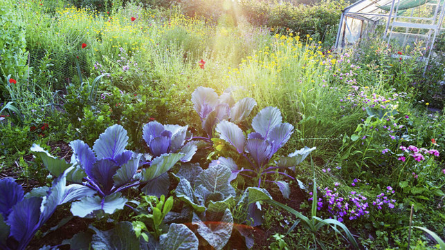 toom_Permakultur_1920x1080px_1_web