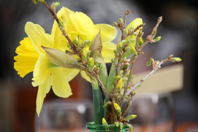 narzissen-sollten-sich-die-vase-nur-unter-bestimmt-cc0-pixabay-steenml-230323_download Narzissen sollten sich die Vase nur unter bestimmten Bedingungen mit anderen Blumen teilen.