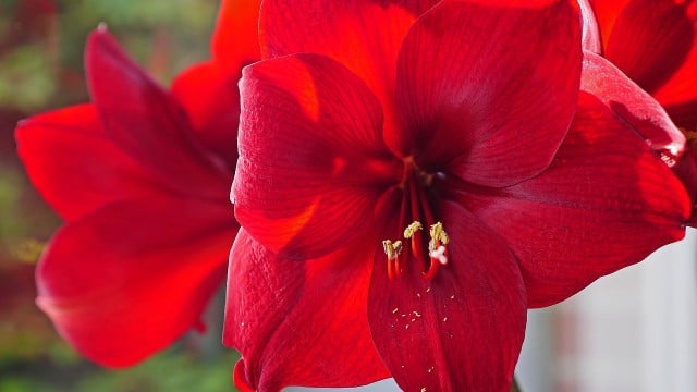 amaryllis-pflegen-cc0-pixabay-hpgruesen-221222 Amaryllis pflegen