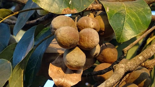 triphala-kraeuter-indisch-ayurveda-amla-cc0-pixabay-sarangib-200220 triphala kräuter indisch ayurveda amla