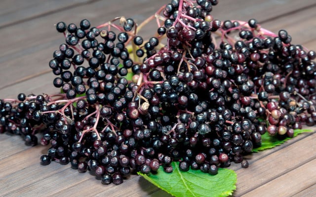 blackfood-holunder-w-dkidpix-170329-1280x800