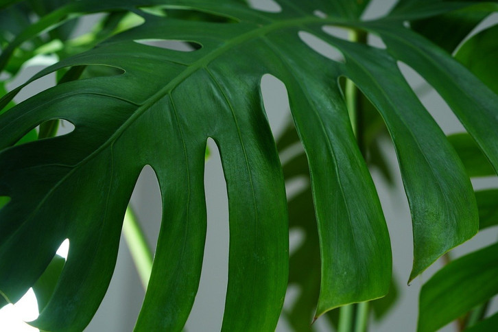 Monstera dngen: Diese 5 Mglichkeiten hast du - Utopia.de