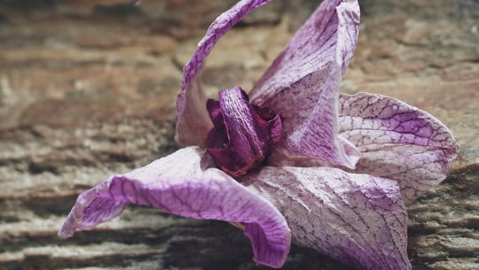 orchidee-verblueht-cc0--pixabay--fotozeit-251022 orchidee verblüht