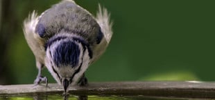Vogeltränke
