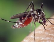 Mückenstiche behandeln