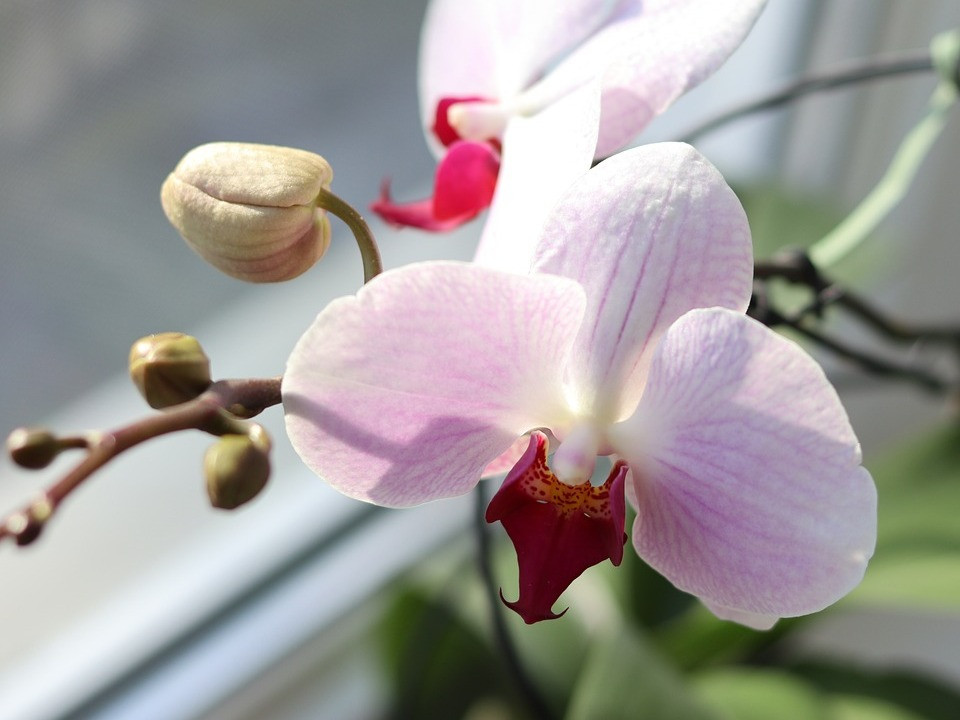 Hausmittel: Mit dieser Backzutat kannst du auch Orchideen dngen - Utopia.de