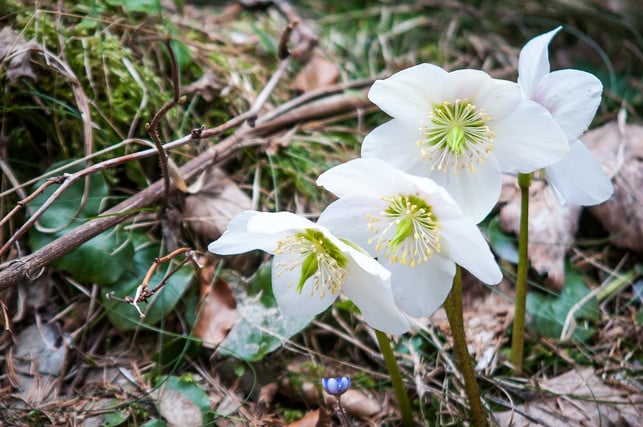 in-der-natur-wachsen-christrosen-oft-in-gehoelzen-u-cc0-pixabay-silberfuchs-181108_download In der Natur wachsen Christrosen oft in Gehölzen und bewaldeten Gebieten.