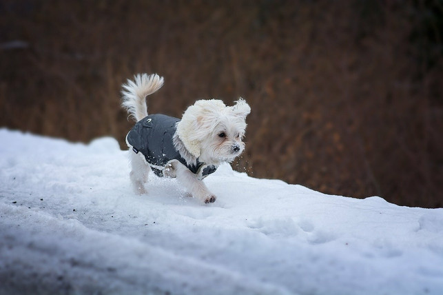 pfotenbalsam-und-spezielle-pfotenoele-pflegen-die-e-cc0-pixabay-pezibear-211228_download Pfotenbalsam und spezielle Pfotenöle pflegen die empfindlichen Ballen des Hundes im Winter.