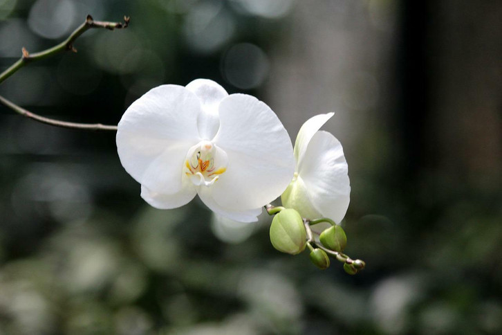 Orchidee blht nicht: Daran kann es liegen - Utopia.de