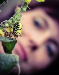 die-wespenspinne-kann-sich-auch-in-deinem-garten-w-cc0-pixabay-dragons-chain-190821_download Die Wespenspinne kann sich auch in deinem Garten wohlfühlen.