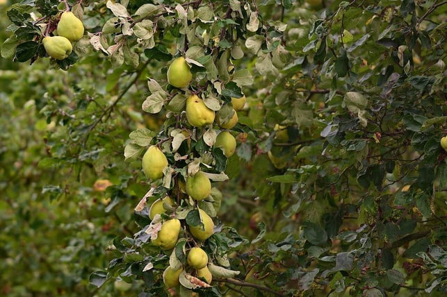ein-quittenbaum-wildobst-das-du-auch-in-deinem-e-cc0-pixabay-jggrz-210825_download Die Quitte ist ein Wildobst, das du auch im eigenen Garten anbauen kannst.