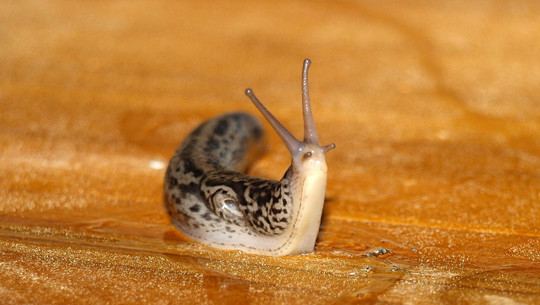 tigerschnecken-cc0-pixabay-ariesa66-240718 Tigerschnecken