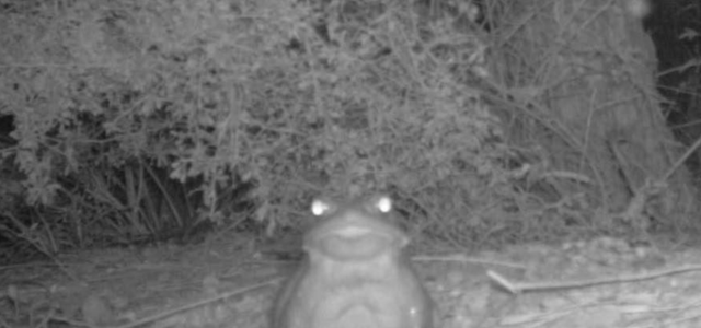 Die „Sonoran Desert Toad“ wird offenbar in US-Nationalparks des Öfteren von Besucher:innen abgeleckt