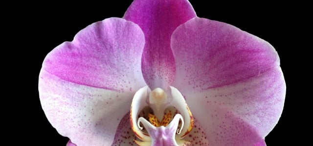 Orchideen pflegen