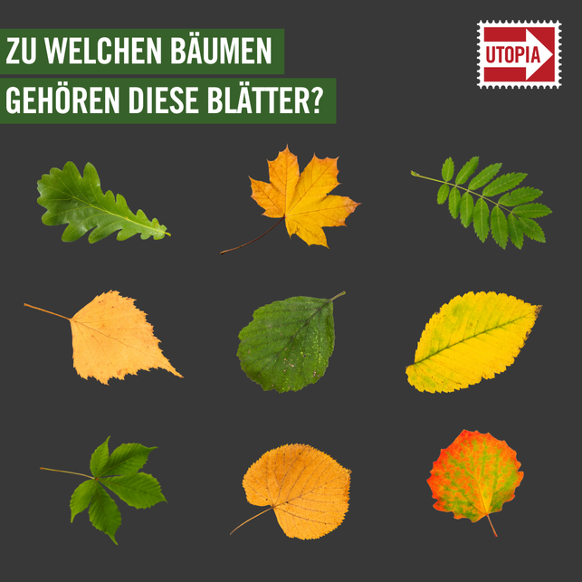 welche-blaetter-erkennst-du-hier-einfuegen-bitte-231117_download Welche Blätter erkennst du hier?