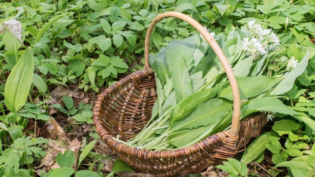 wildkraeuter-fruehling-sammeln-cc0-pixabay-scym-230308 wildkräuter frühling sammeln