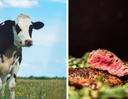 "Esst Fleisch und trinkt Milch": Naturschützer irritiert mit Aussage