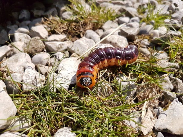 die-weidenbohrer-raupe-ist-nicht-giftig-auch-wenn-cc0-pixabay-lobpreis-240718_download Die Weidenbohrer-Raupe ist nicht giftig, auch wenn sie bedrohlich wirkt.