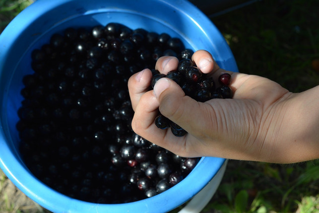 You can easily make aronia juice yourself.